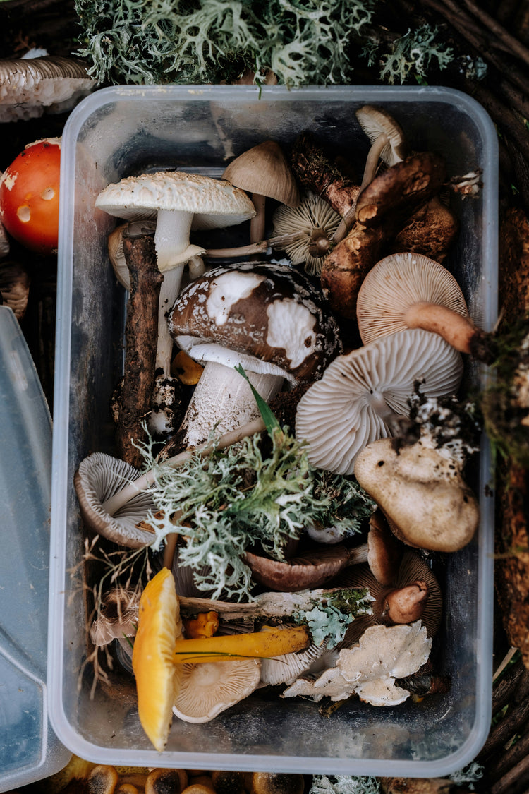 MUSHROOMS