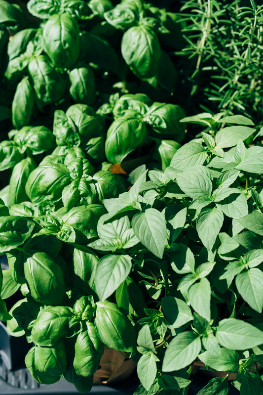 Basil