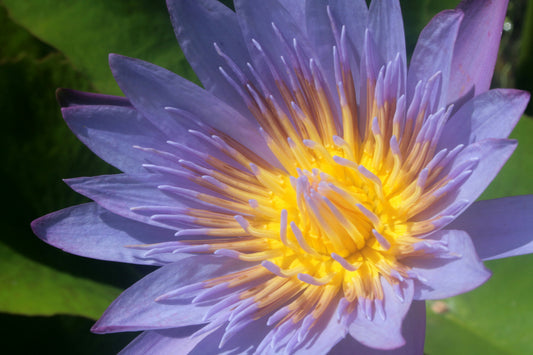 Blue Lotus