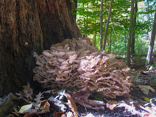 Maitake