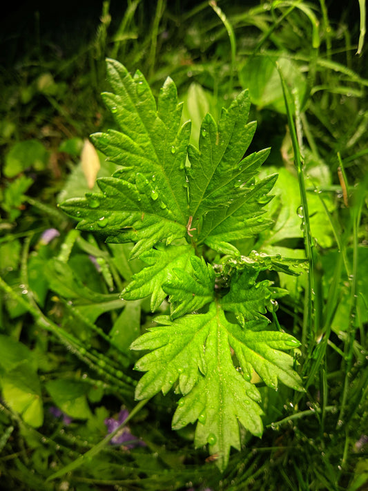 Mugwort