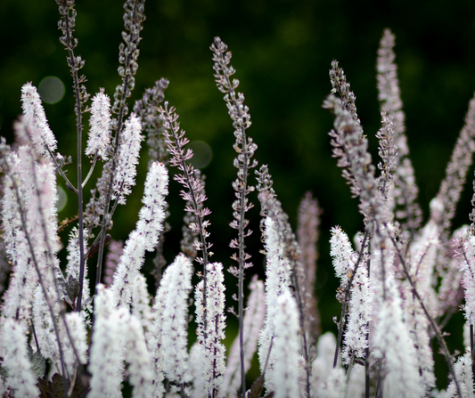 Black Cohosh