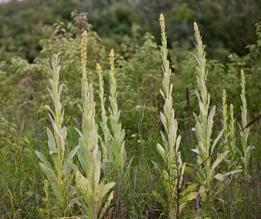 Mullein Leaf