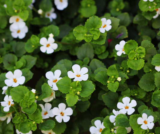 Brahmi
