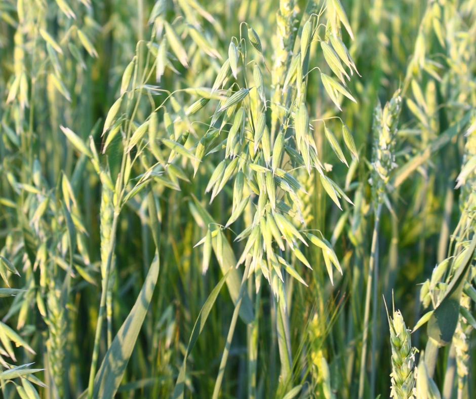 Oatstraw