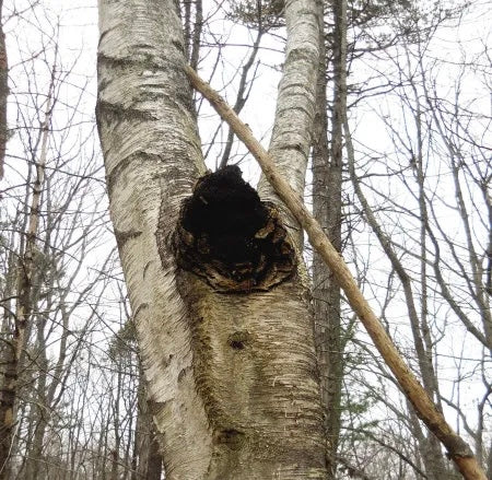 Chaga
