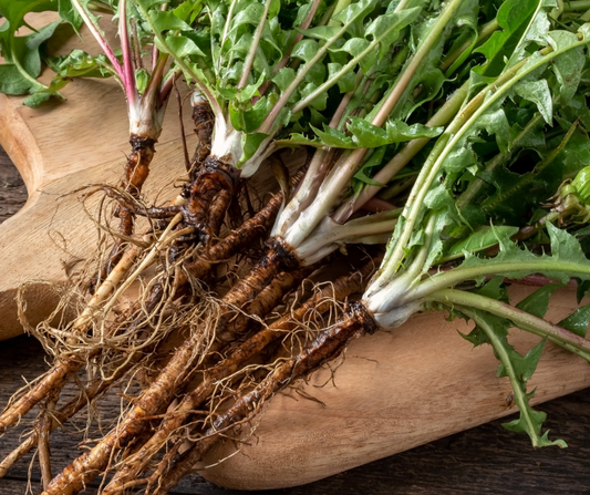 Dandelion Root