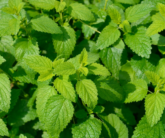 Lemon Balm