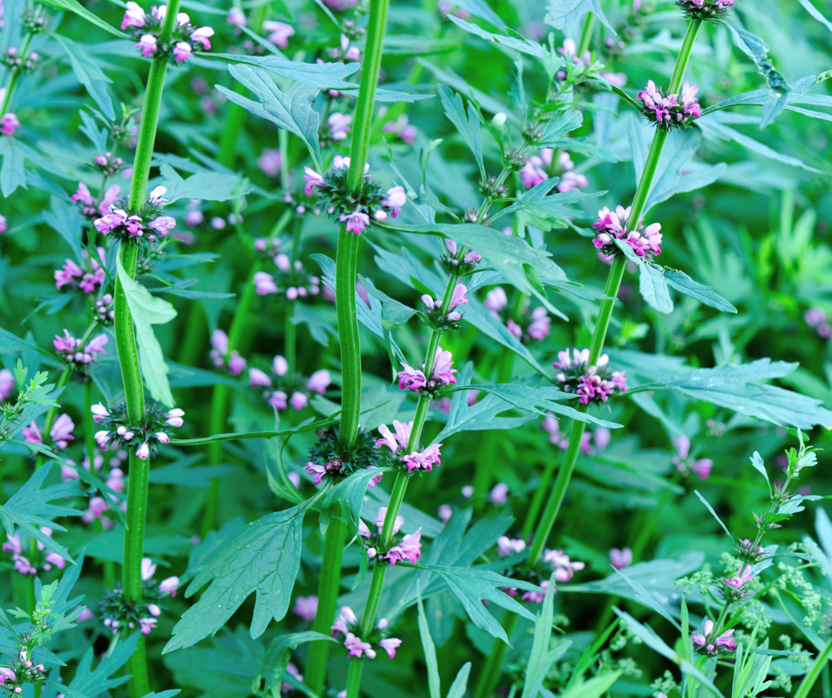 Motherwort