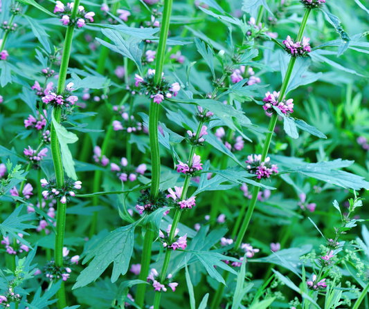 Motherwort