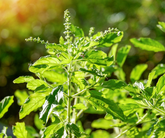 Holy Basil