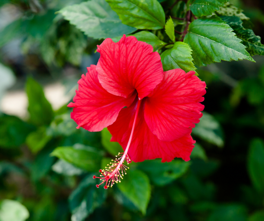 Hibiscus