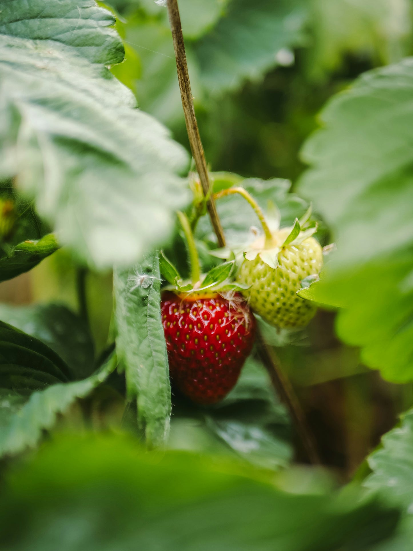 Strawberry Leaf