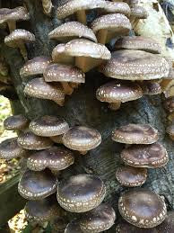 Shiitake