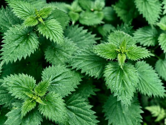 Nettle Leaf