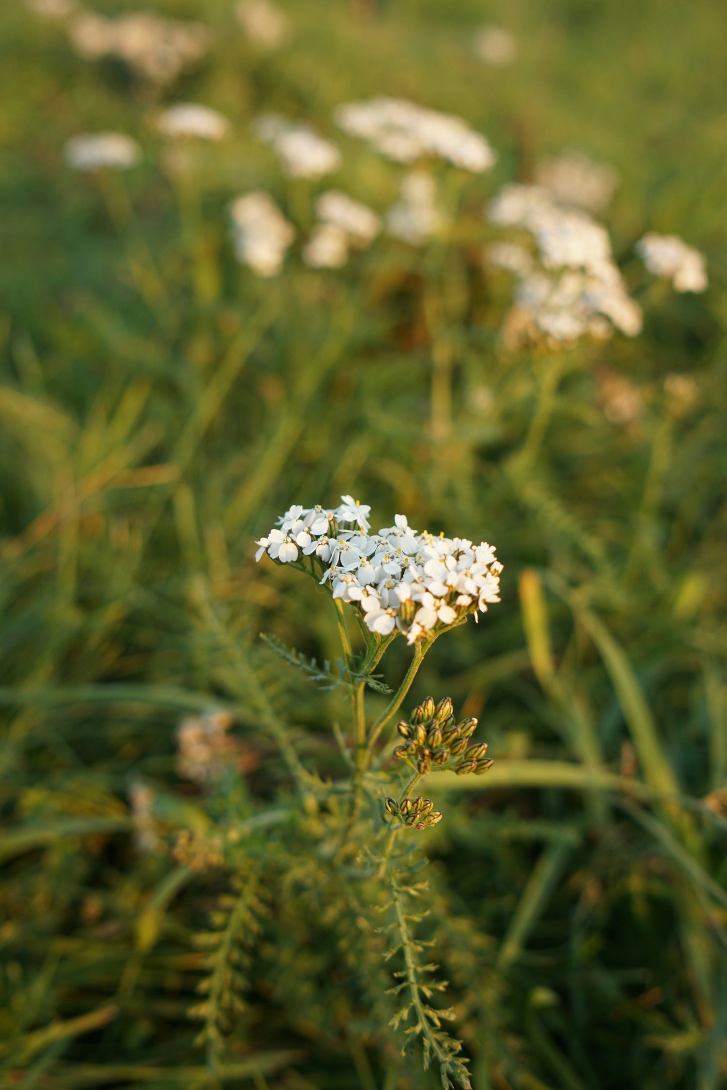 Yarrow