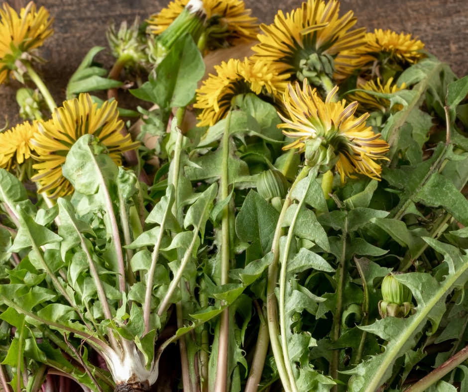 Dandelion Leaf