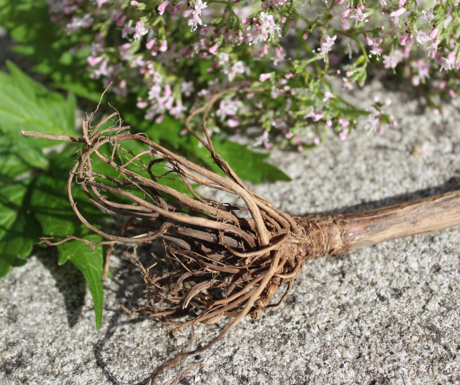 Valerian Root