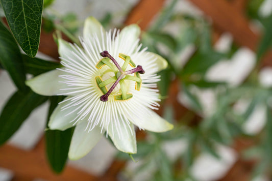 Passionflower