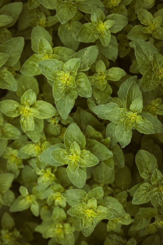 Oregano Leaf