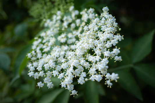 Elderflower