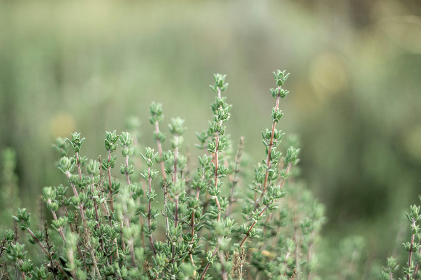 Thyme Leaf