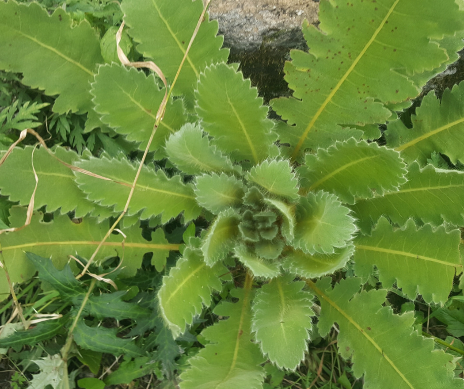 Wild Lettuce