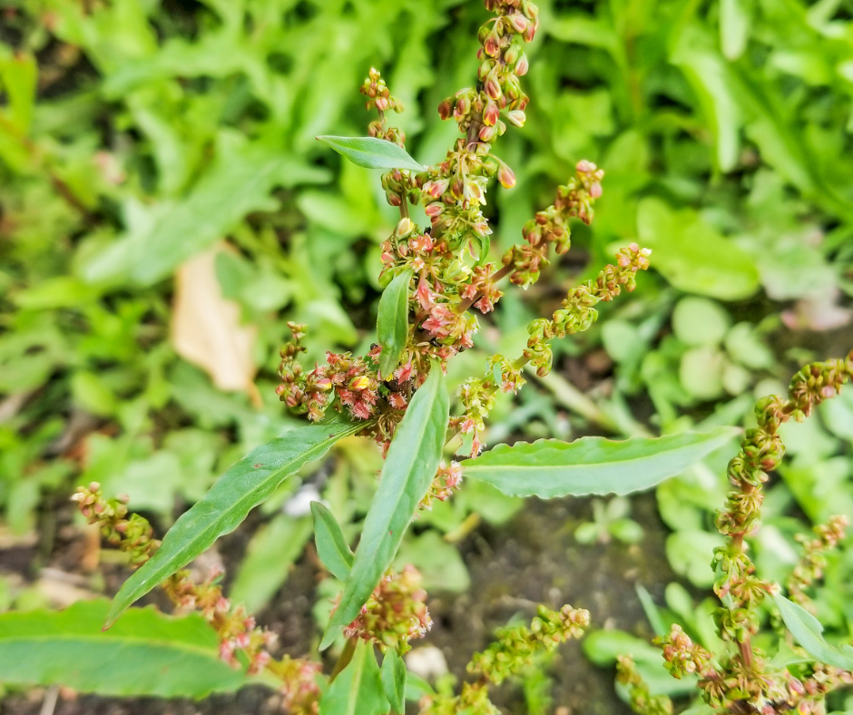 Yellow Dock Root