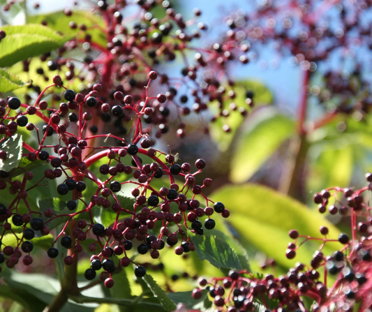 Elderberries