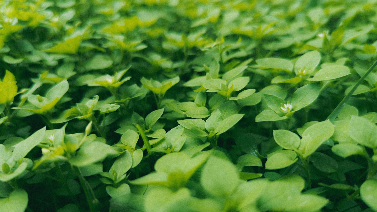 Chickweed