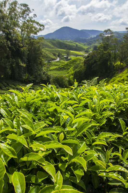 Gunpowder Green Tea