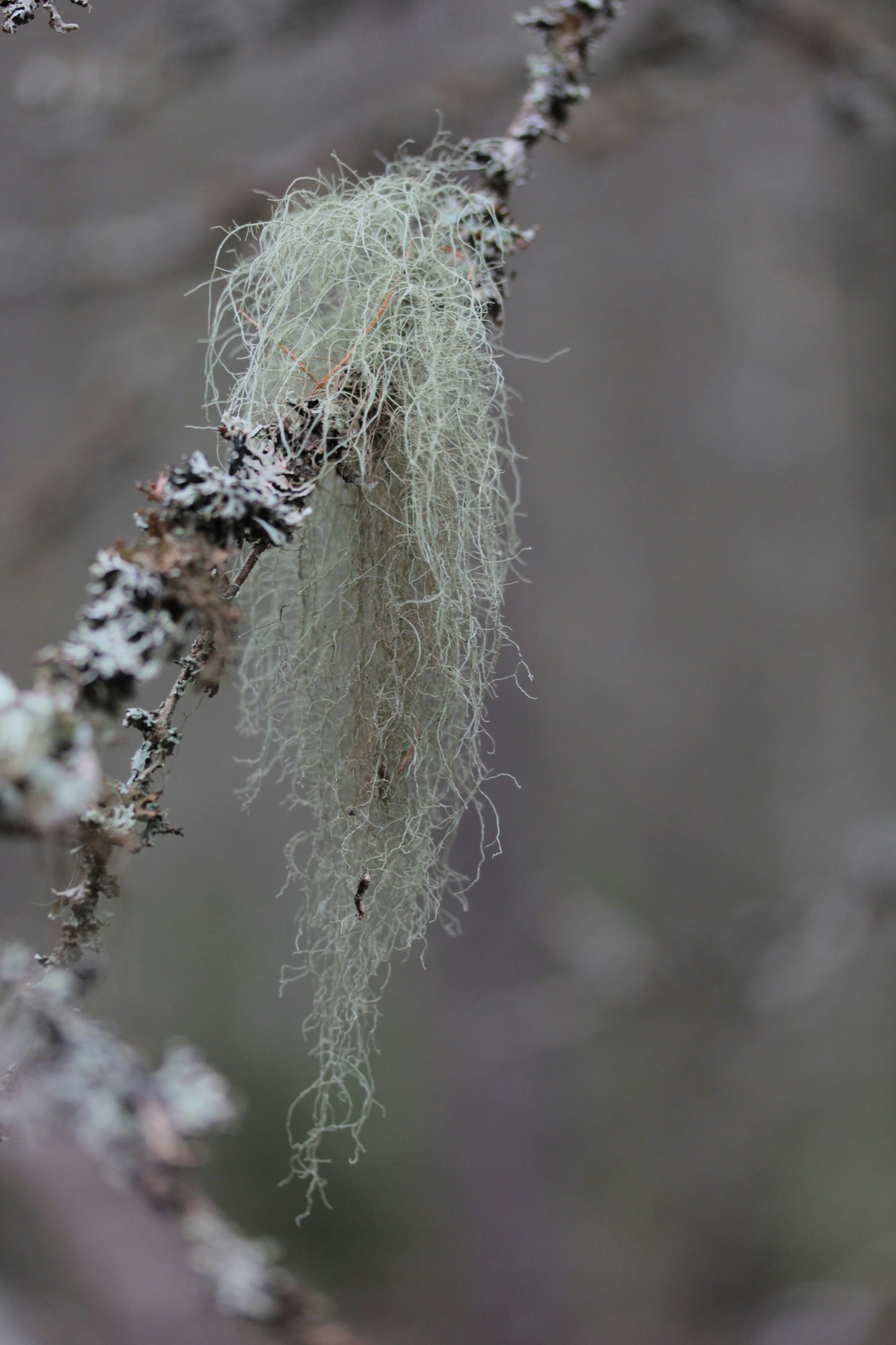 Usnea