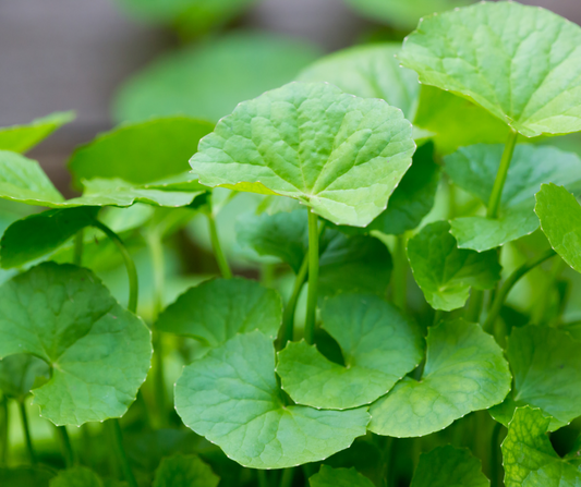 Gotu Kola