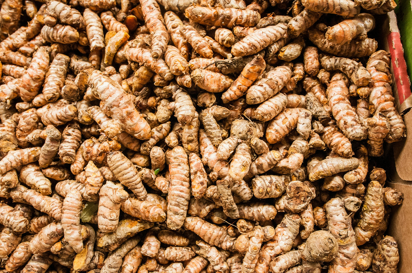 Turmeric Root