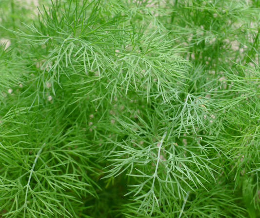 Dill Weed