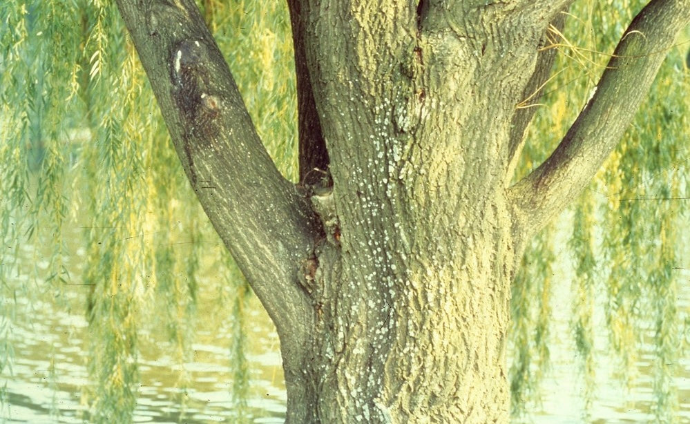 White Willow Bark