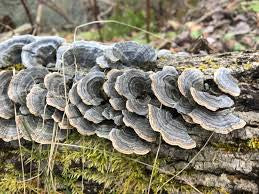 Turkey Tail