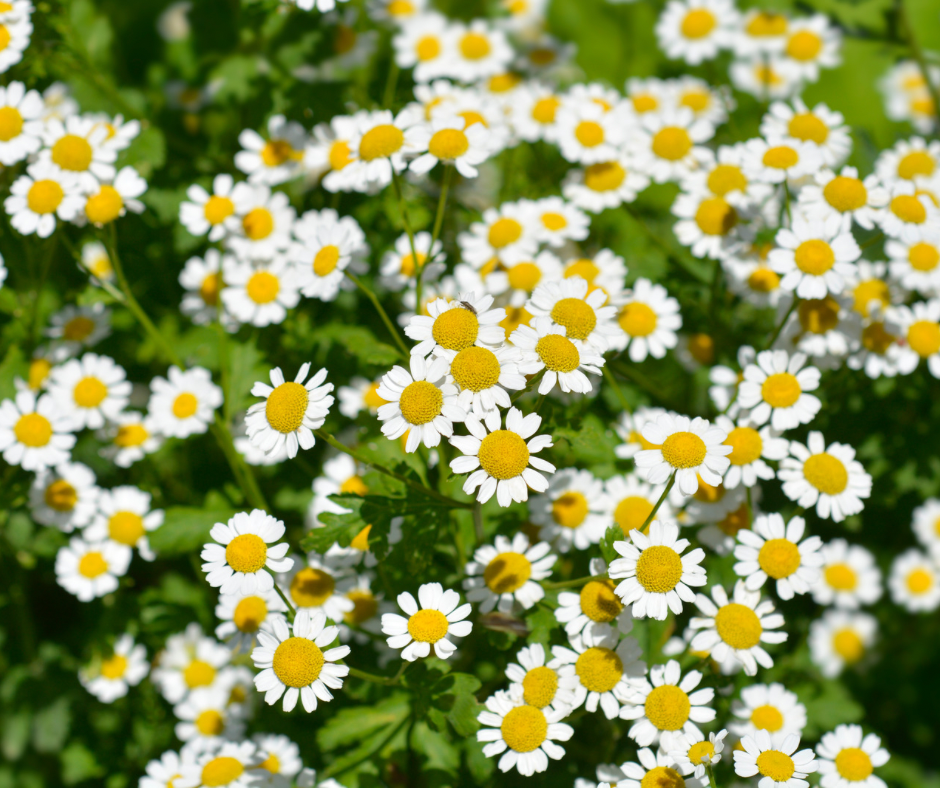 Feverfew